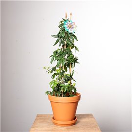 Passiflora | Piramida