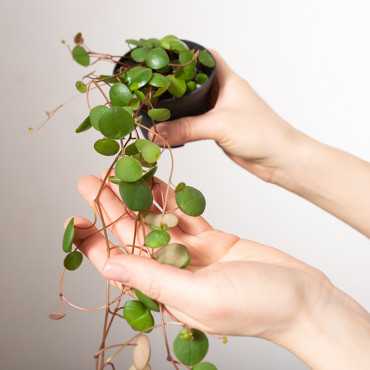 Peperomia prostrata 'Pepperspot'
