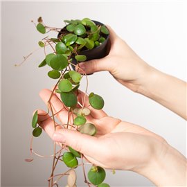 Peperomia prostrata 'Pepperspot'