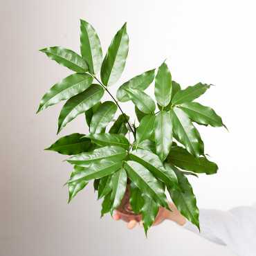 Kasztanowiec australijski 'Magnifico'