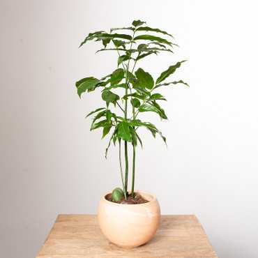 Kasztanowiec australijski 'Magnifico'