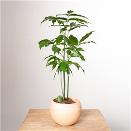 Kasztanowiec australijski 'Magnifico'