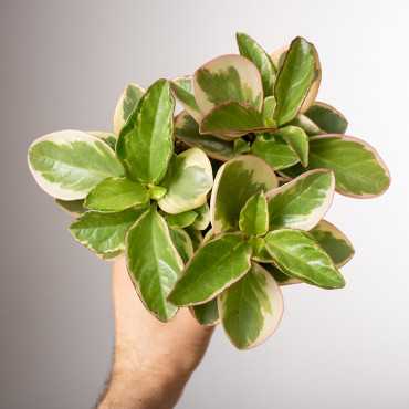 Peperomia 'Obtipan Bicolor'