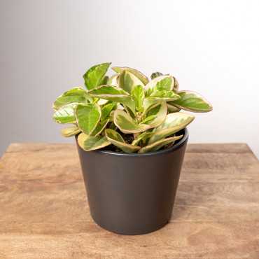 Peperomia 'Obtipan Bicolor'