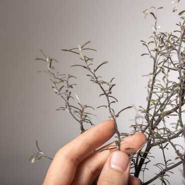 Corokia zygzakowata