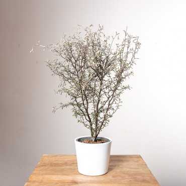 Corokia zygzakowata