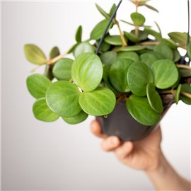 Peperomia 'Hope' | Wisząca