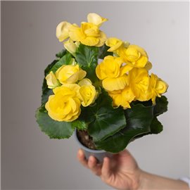 Begonia zimowa | Żółta