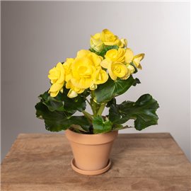 Begonia zimowa | Żółta