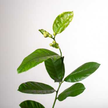 Cytryna Skierniewicka