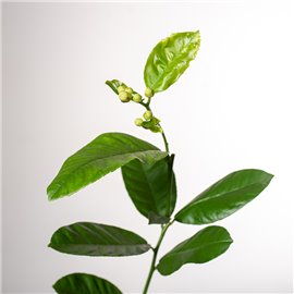 Cytryna Skierniewicka