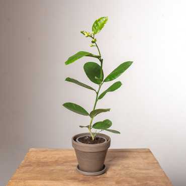 Cytryna Skierniewicka