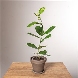 Cytryna Skierniewicka