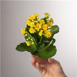 Kalanchoe | Żółte