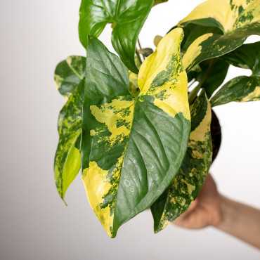 Syngonium 'Yellow Variegata'