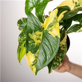 Syngonium 'Yellow Variegata'
