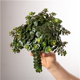 Rozchodnik 'Tornado'