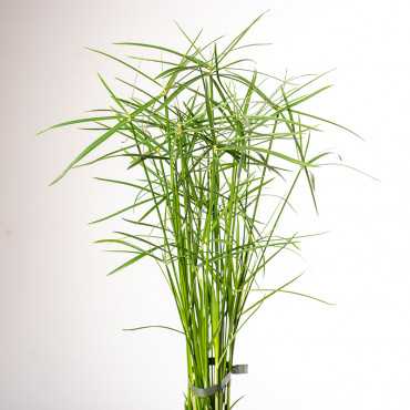 Papirus Cyperus 'Gracilis'