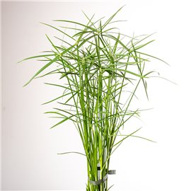 Papirus Cyperus 'Gracilis'