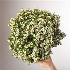 Chamelaucium 'Sweet Sexteen'