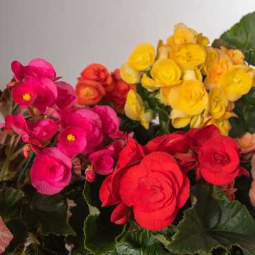 Begonia zimowa MIX kolorów