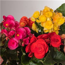 Begonia zimowa MIX kolorów