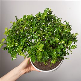 Pieprzowiec Chiński