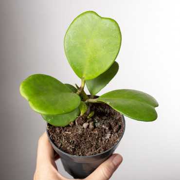 Hoja kerrii