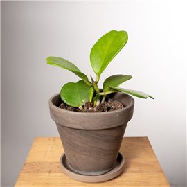 Hoja kerrii