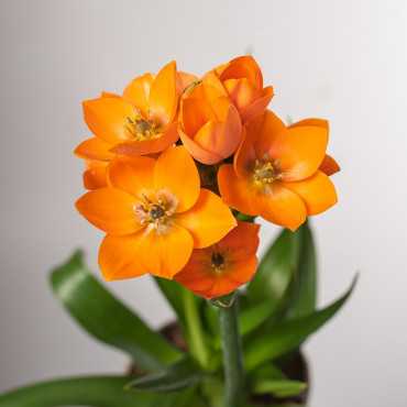 Ornitogalum Śniedek | Pomarańczowy