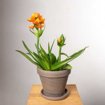 Ornitogalum Śniedek | Pomarańczowy