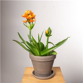 Ornitogalum Śniedek | Pomarańczowy