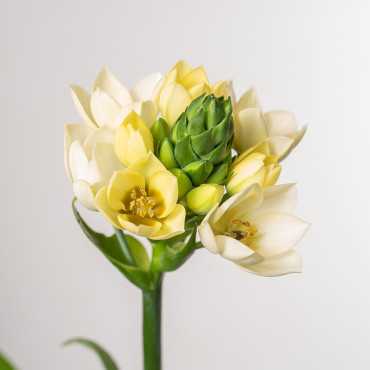 Ornitogalum Śniedek | Biały