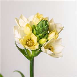 Ornitogalum Śniedek | Biały