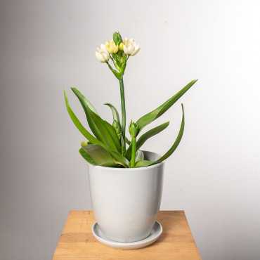 Ornitogalum Śniedek | Biały