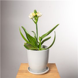 Ornitogalum Śniedek | Biały