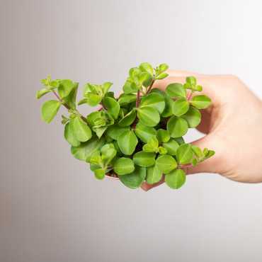 Peperomia okrągłolistna | Mini