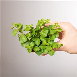 Peperomia okrągłolistna | Mini