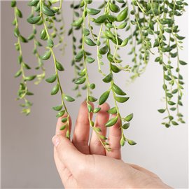 Senecio herreianus | Wiszące