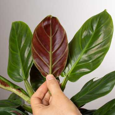 Filodendron subhastatum