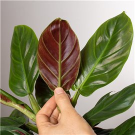 Filodendron subhastatum