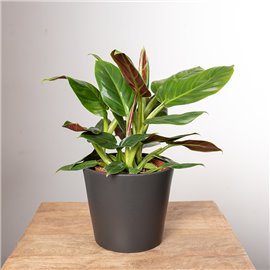 Filodendron subhastatum