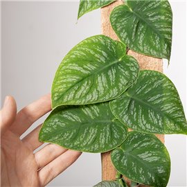 Monstera dubia