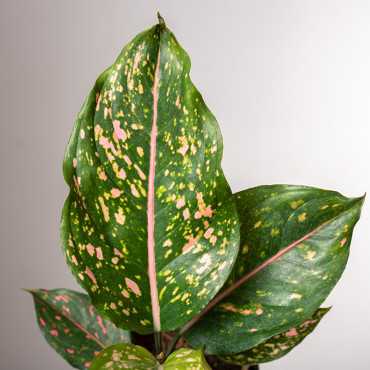 Aglonema 'Pink Leopard'