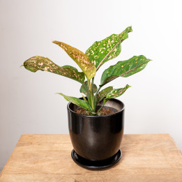Aglonema 'Pink Leopard'