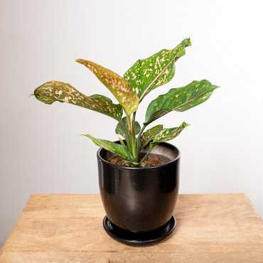 Aglonema 'Pink Leopard'