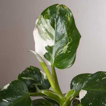 Filodendron 'White Knight'