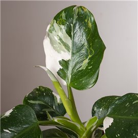 Filodendron 'White Knight'