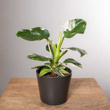 Filodendron 'White Knight'