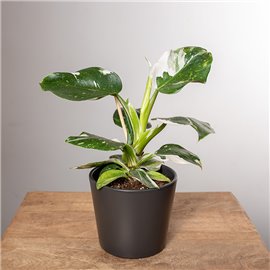 Filodendron 'White Knight'